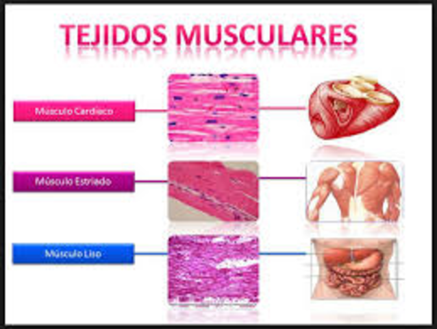 Tejido Muscular
