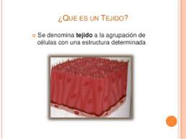 Tejidos, los soportes del cuerpo.
