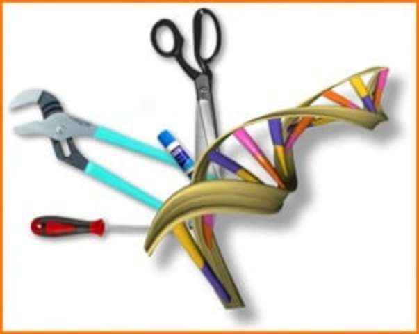 Enzimi di restrizione