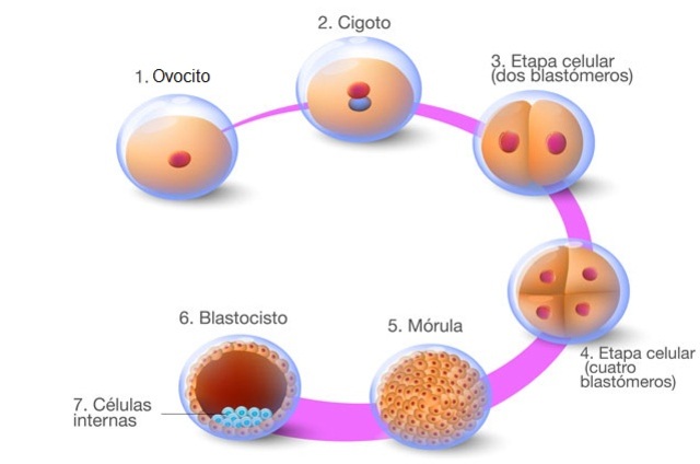 Fecundación del óvulo