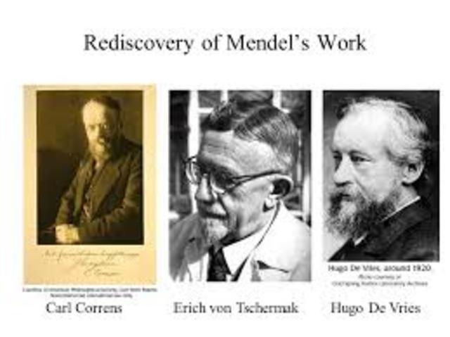 Rediscovery of Mendel’s work