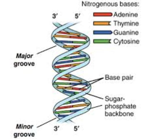 DNA Double Helix