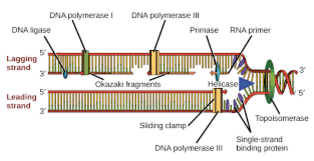 DNA copying enzyme