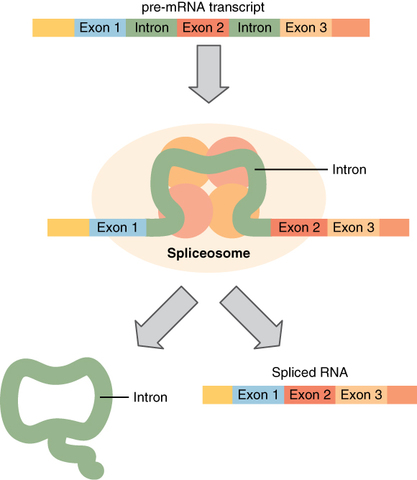 mRNA Ferries Information
