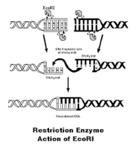 First Restriction Enzyme Described