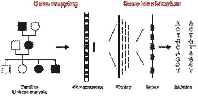 First Disease Gene Mapped