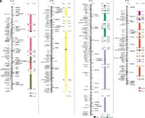 Second-Generation Genetic Map of Human Genome