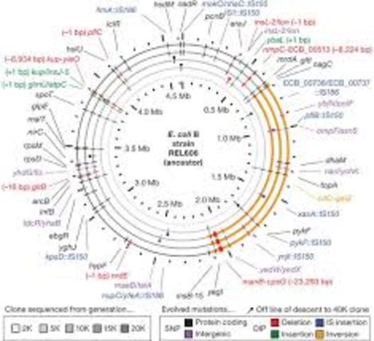 E. coli Genome Sequenced
