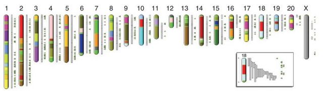 Rat Genome Working Draft Completed
