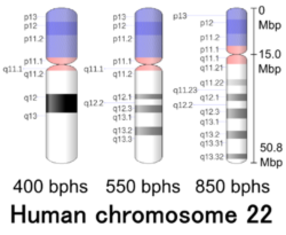 Chromosome 22 Sequenced
