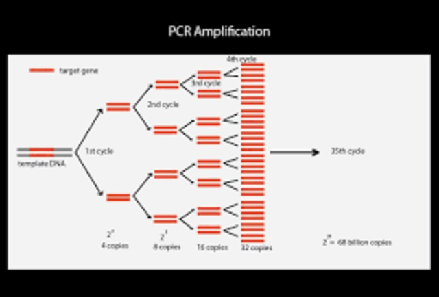 PCR Invented
