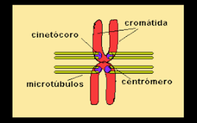 División Longitudinal