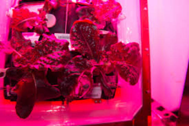 Astronauts took their first bites of space lettuce