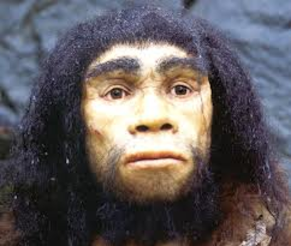 Homo heidelbergensis