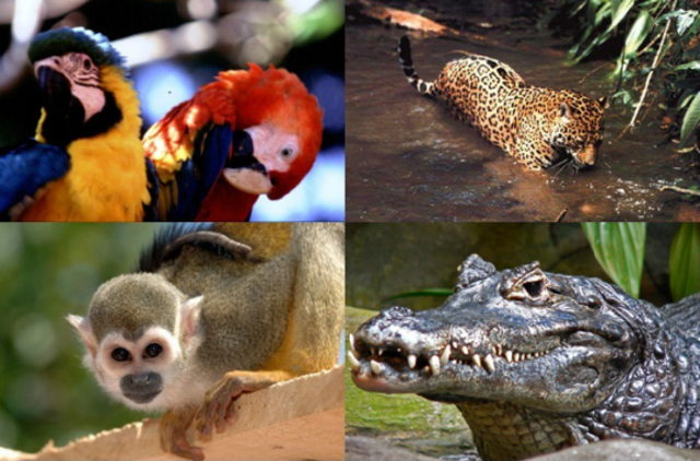 Convenio sobre el Comercio Internacional de Especies de Fauna y Flora salvaje