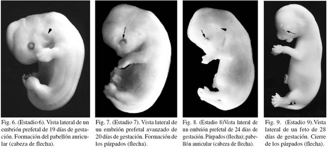 Etapa Embrionaria (2 a 8 semanas)