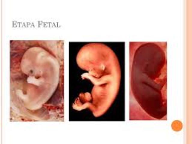 Etapa Fetal (8 semanas a nacimiento)