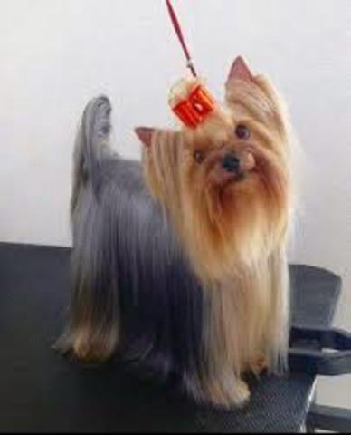 AMBAR La vaquita Petrolera