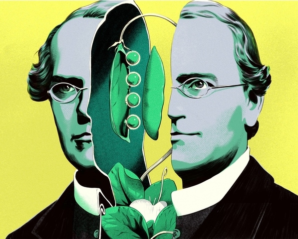 Mendel: Leyes de la herencia genética