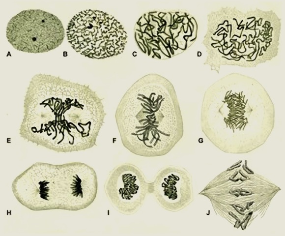 W. Flemming: La mitosis