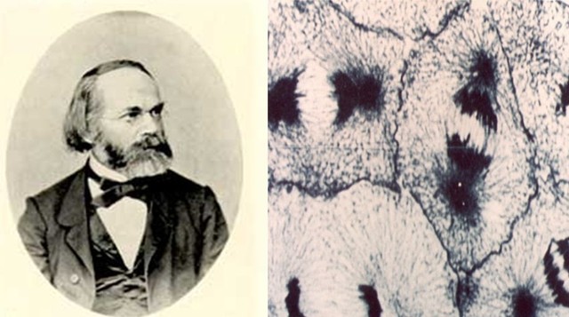 Karl Nägeli: Descubrimiento de los cromosomas