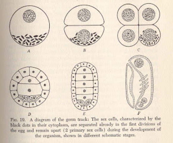 Weismann: Inmortalidad del plasma germinal