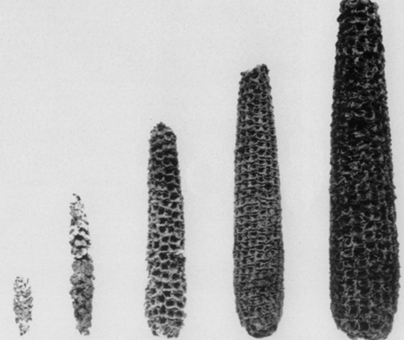 Primeros indicios: Mejora de plantas
