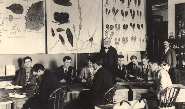 Beal: Maíz híbrido