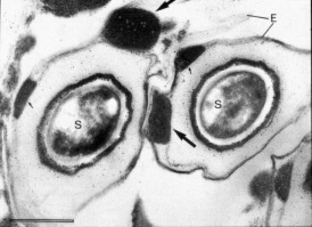 Bacteria ''comedora'' de petróleo