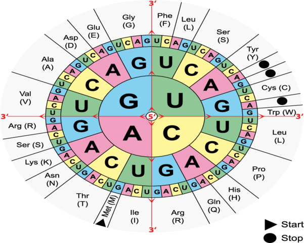 Desciframiento del Código Genético