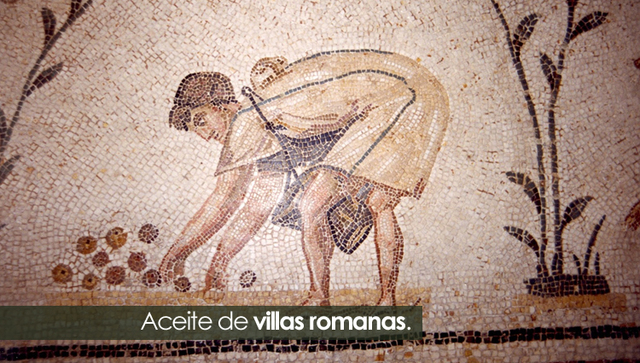 Introducción del cultivo de olivo