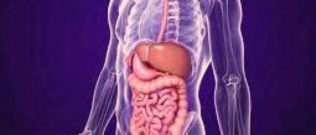 Detalles del matabolismo