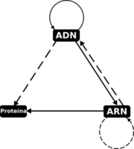 Crick: Dogma Central de la Biología Molecular