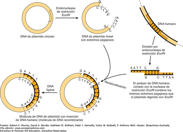 Experimento con ADN recombinante