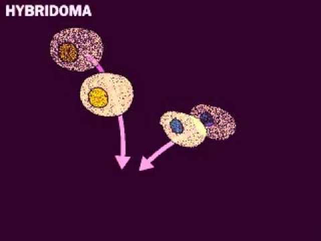 Hibridomas