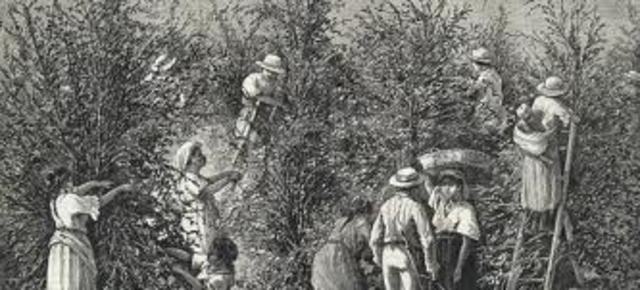 Hoogtepunt Cultuurstelsel voor Nederland