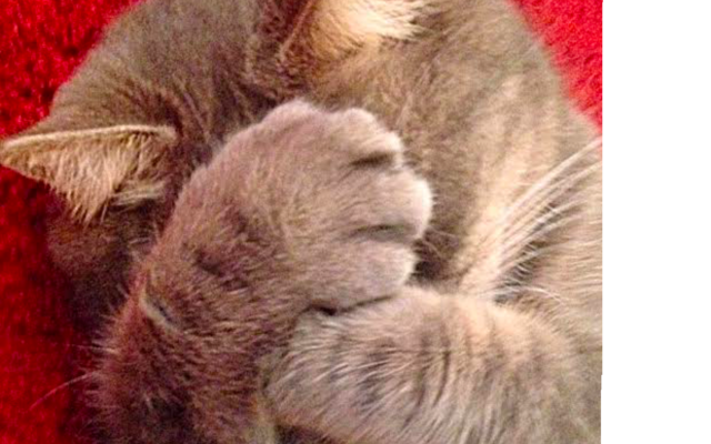 My brothers cat had to go back