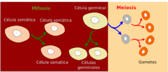 2006.  Actualización definición de epigenética