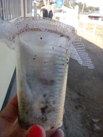 MICROORGANISMOS EFICIENTES NATIVOS (ENM)