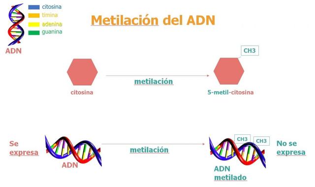 1970 La metilación del ADN