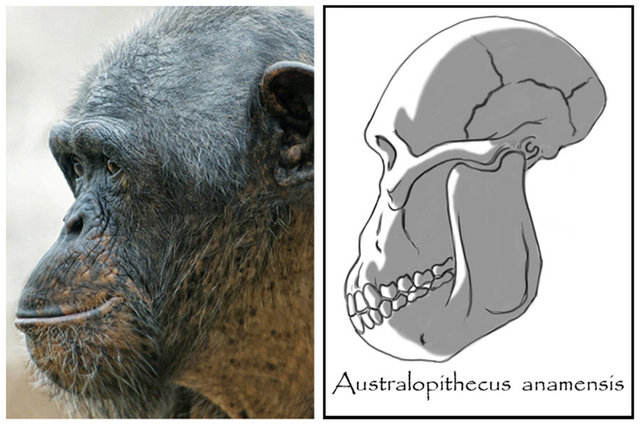 Austrolopithecus Anamansis