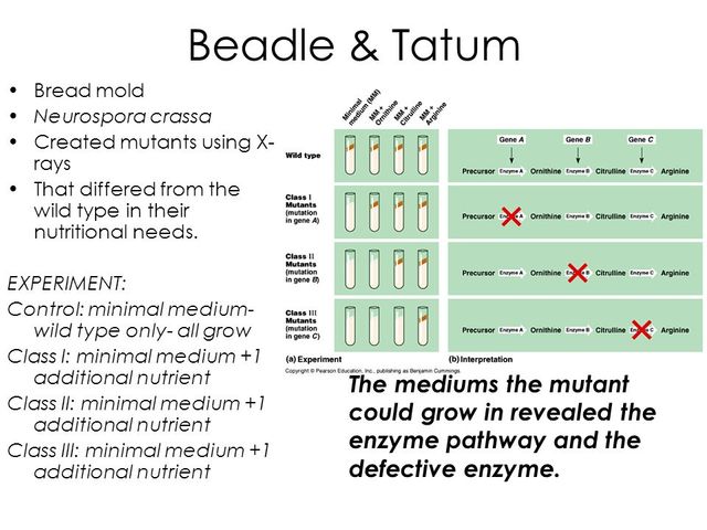 George Wells Beadle y Edward Tatum dan las bases para la teoría de un gene una enzima.