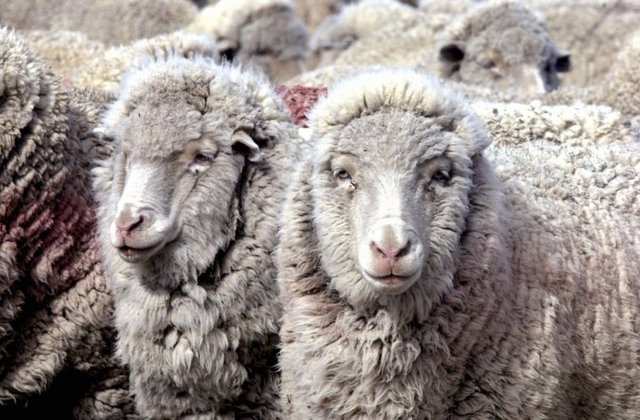 Comienzo De la Ganadería Tradicional