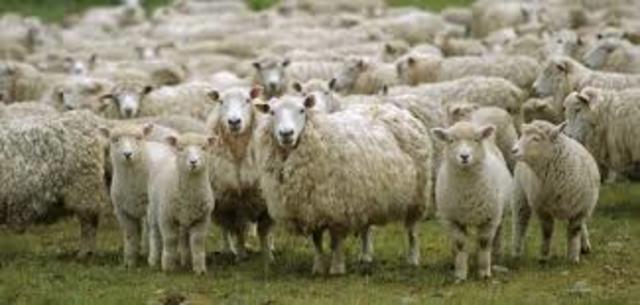 Fin De la Ganaderia en Caleta Olivia.