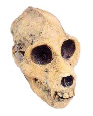 Propliopithecides