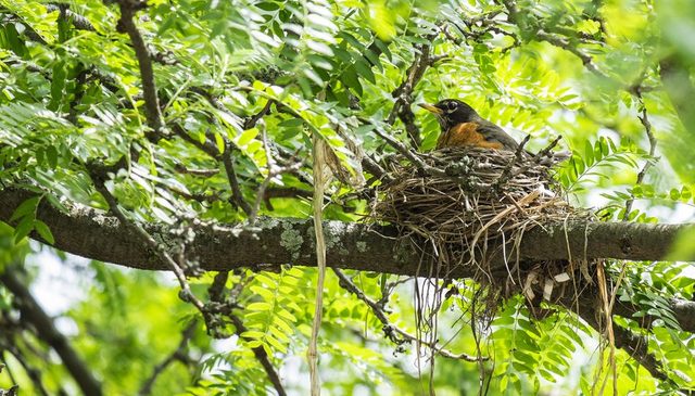 Animal and plant reproduction