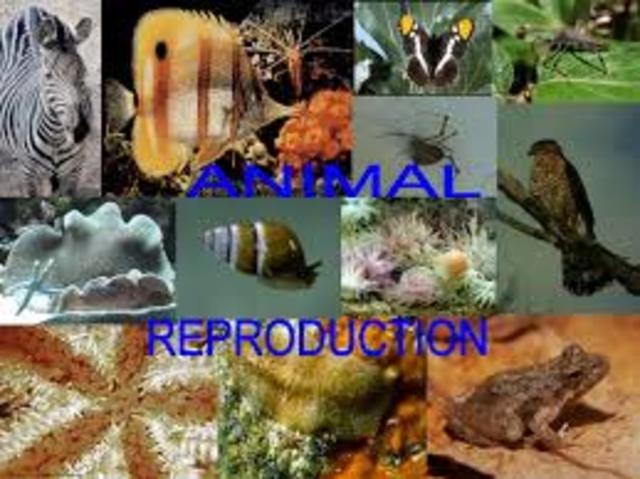 Animal reproduction