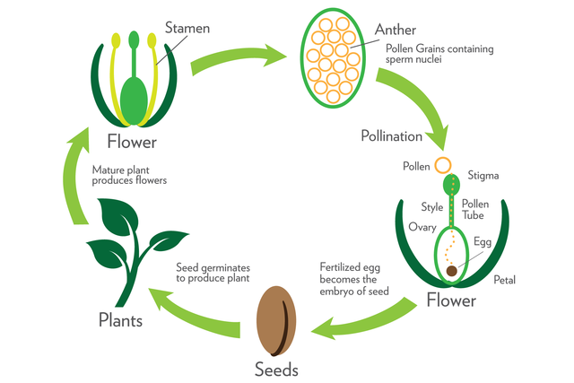 Plant reproduction