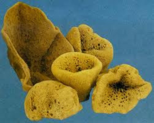 Esponjas