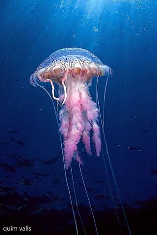 Medusas